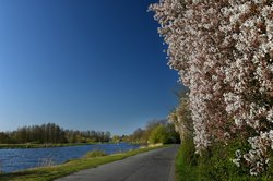 Felsenbirnen am Achterndiek. Foto: Hans-Jürgen Zietz