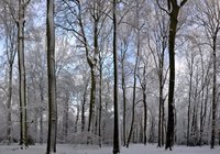 Winter im Eversten Holz
