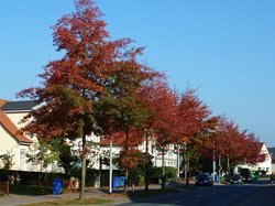 Bäume in der Stedinger Straße. Foto: Stadt Oldenburg