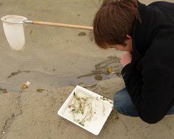 Ein Jugendlicher untersucht Pflanzen und Lebewesen aus dem Gewässer. Foto: Stadt Oldenburg