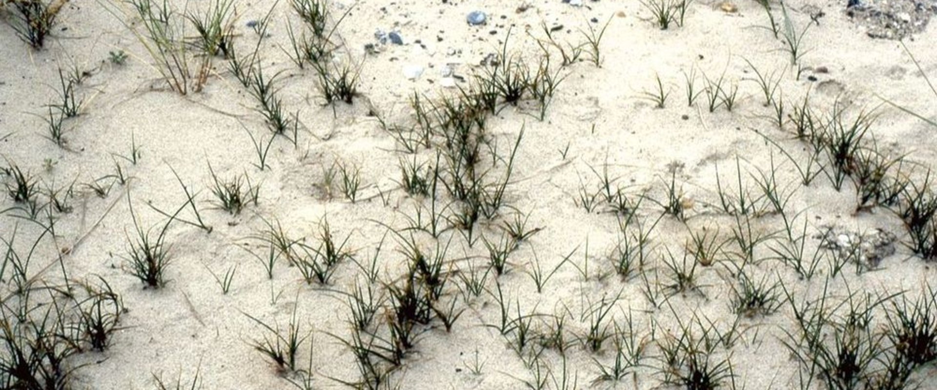 Sand-Segge. Foto: Wikimedia