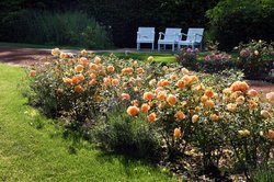 Sommerblüten im Oldenburger Schlossgarten. Fotro: Hans-Jürgen Zietz