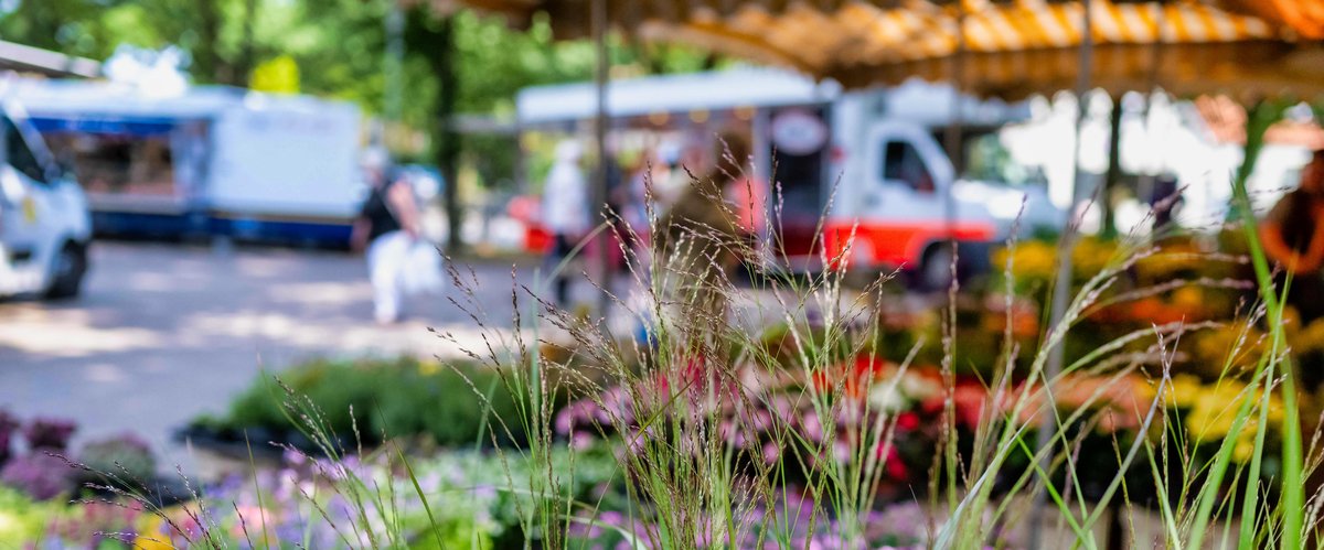 Blick durch Pflanzen mit Wochenmarkt im Hintergrund. Foto: Sascha Stüber