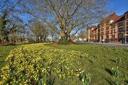 Blühende Narzissen in der Oldenburger Innenstadt. Foto: Hans-Jürgen Zietz 