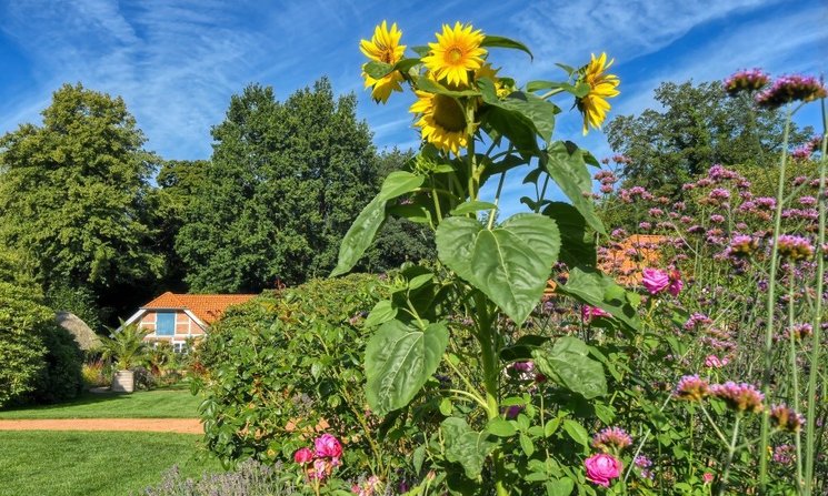 Blühende Sonnenblume im Oldenburger Schlossgarten. Foto: Hans-Jürgen Zietz