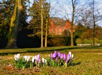 Krokusse im Schlossgarten. Foto: Hans-Jürgen Zietz