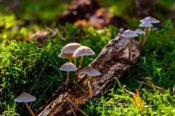 Pilz-Zeit. Foto: Jens Oeltjendiers