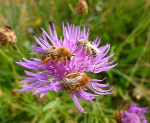 Schlafende Hosenbienen auf einer Flockenblume. Foto: Stadt Oldenburg Schlafende Hosenbienen auf einer Flockenblume. Foto: Stadt Oldenburg