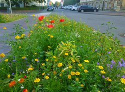 Blühendes Straßenbeet am Röwekamp. Foto: Stadt Oldenburg