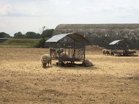 Schafe vor einem Shelter auf dem Fliegerhorst. Foto: Stadt Oldenburg