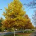 Vorschau: Bäume am Westfalendamm. Foto: Stadt Oldenburg