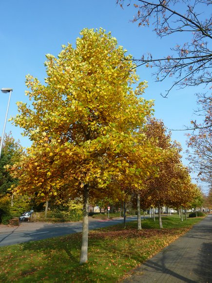 Bäume am Westfalendamm. Foto: Stadt Oldenburg
