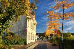 Schnurbäume in Herbstfärbung an der Georgstraße