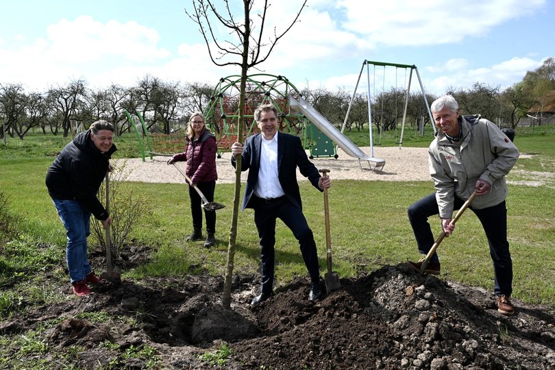 Pflanzen einen Feldahorn am Spielplatz Apfelhof: Thorsten Logemann und Susanne Brandt (beide Fachdienst Stadtgrün), Oberbürgermeister Jürgen Krogmann und Klaus Büscher (Amtsleiter). Foto: Sascha Stüber