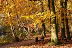 Leuchtende Herbstfärbung im Eversten Holz in Oldenburg. Foto: Hans-Jürgen Zietz