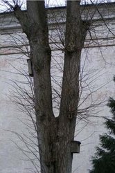Foto eines Fledermauskastens oben links in einem Baum. Foto: Stadt Oldenburg