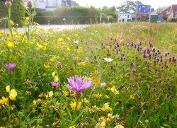 Wildblumenwiese am Bloherfelder Anger. Foto: Stadt Oldenburg
