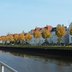 Vorschau: Bäume an der Uferstraße. Foto: Stadt Oldenburg