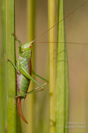 Kurzflüglige Schwertschrecke. Foto: Christian Roesti/Orthoptera.ch