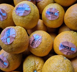 Orangen mit Aufklebern „ZONTA says No gegen Gewalt gegen Frauen und Mädchen. Hilfetelefon 116016“. Foto: Swantje Fischer-Beilfuß Orangen mit Aufklebern „ZONTA says No gegen Gewalt gegen Frauen und Mädchen. Hilfetelefon 116016“. Foto: Swantje Fischer-Beilfuß