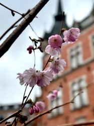 Japanische Zierkirschen mit dem Alten Rathaus im Hintergrund. Foto: Stadt Oldenburg