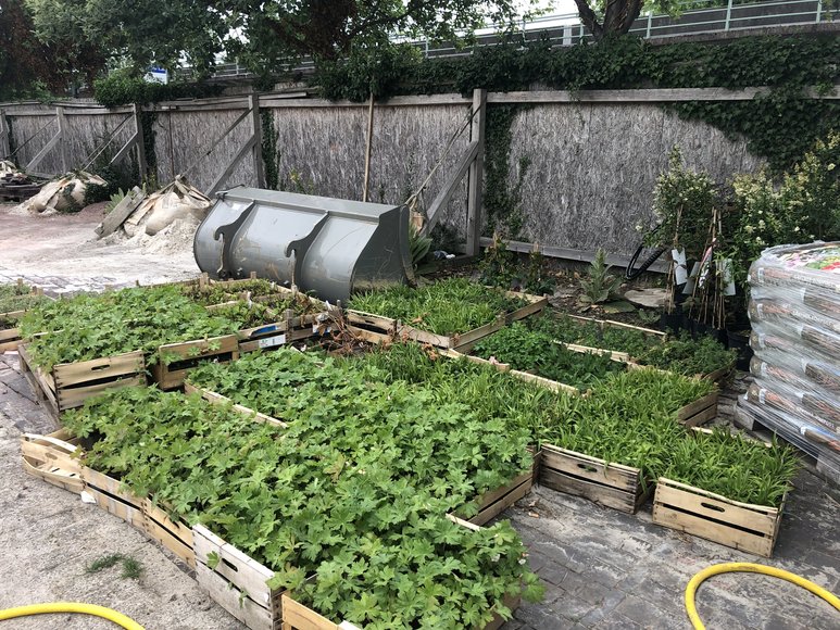 Pflanzen in Kisten stehen zum Einpflanzen bereit. Foto: Stadt Oldenburg