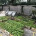 Vorschau: Pflanzen in Kisten stehen zum Einpflanzen bereit. Foto: Stadt Oldenburg