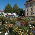 Vorschau: Blumen und Pflanzen auf dem Wochenmarkt auf dem Pferdemarkt. Foto: Sascha Stüber