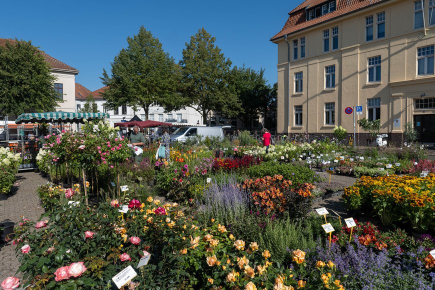 Blumen und Pflanzen auf dem Wochenmarkt auf dem Pferdemarkt. Foto: Sascha Stüber