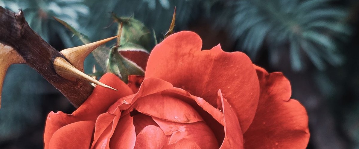 Rose mit Dornen. Foto: Tatjana Zakharov/pexels