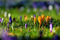 Krokusse im Schlossgarten. Foto: Hans-Jürgen Zietz