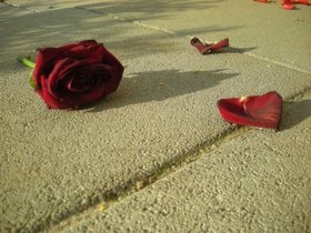 Rote Rose auf dem Boden. Foto: sassi/pixelio.de