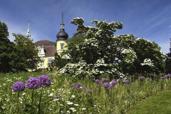 Hartriegel und Zierlauch im Schlossgarten. Foto: Hans-Jürgen Zietz
