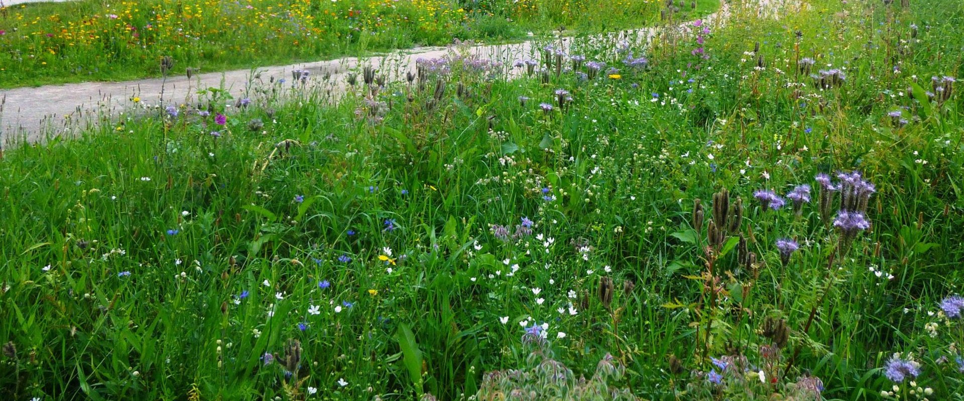 Bunte Vielfalt für Insekten. Foto: Stadt Oldenburg