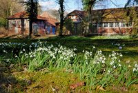 Schneeglöckchen im Schlossgarten. Foto: Hans-Jürgen Zietz