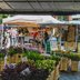 Vorschau: Blumen und Pflanzen mit Kaffeestand im Hintergrund auf dem Wochenmarkt auf dem Rathausmarkt. Foto: Sascha Stüber