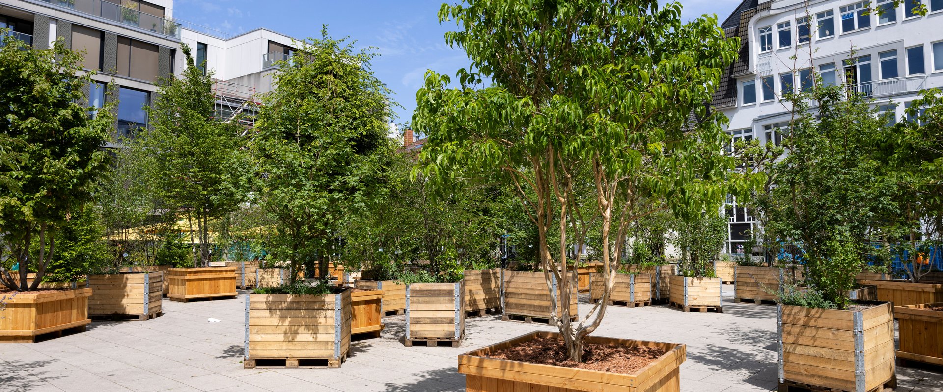 Die „Wanderbäume“ auf dem Waffenplatz. Foto: Thomas Hellmann