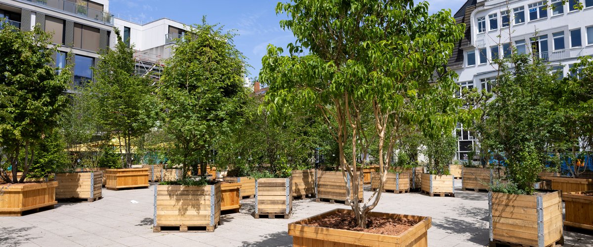 Die „Wanderbäume“ auf dem Waffenplatz. Foto: Thomas Hellmann