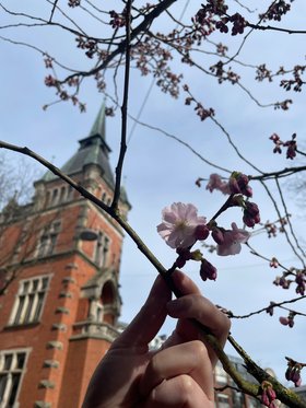 Hand zeigt Blüten der Zierkirsche vor dem Hintergrund des Alten Rathauses. Foto: Stadt Oldenburg