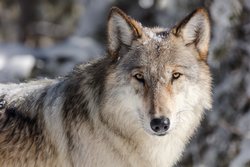 Wolf. Foto: Skeeze/Pixabay