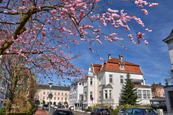 Zierkirsche an der Ratsherr-Schulze-Straße. Foto: Hans-Jürgen Zietz