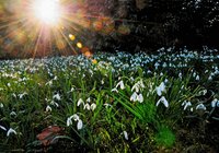 Schneeglöckchen im Schlossgarten. Foto: Hans-Jürgen Zietz