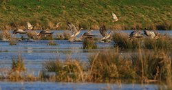 Bornhorster Huntewiesen/Moorhauser Polder. Foto: Roland Nappe