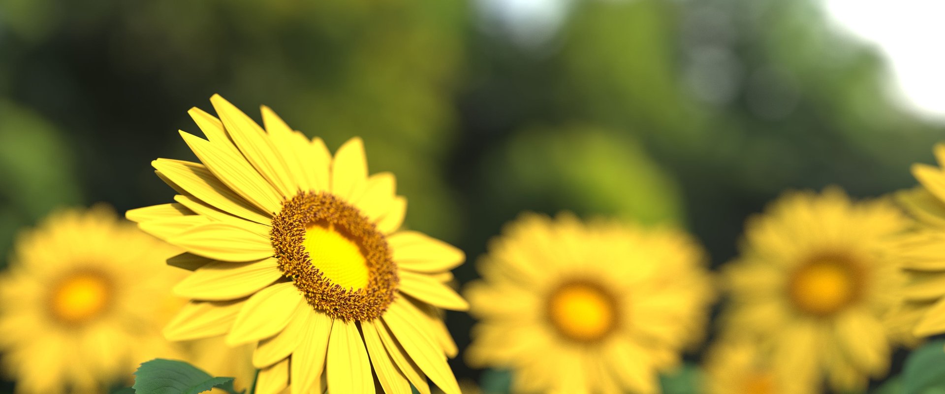 Sonnenblumen. Foto: Monoar_Rahman_Rony_Pixabay