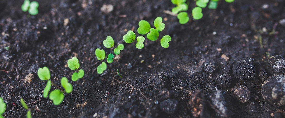 Keimlinge sprießen aus dem Boden. Foto: kaboompics/Pexels