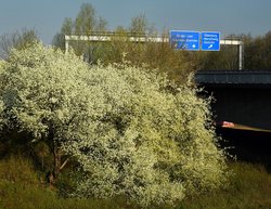 Vogelkirsche an der Stadtautobahn. Foto: Hans-Jürgen Zietz