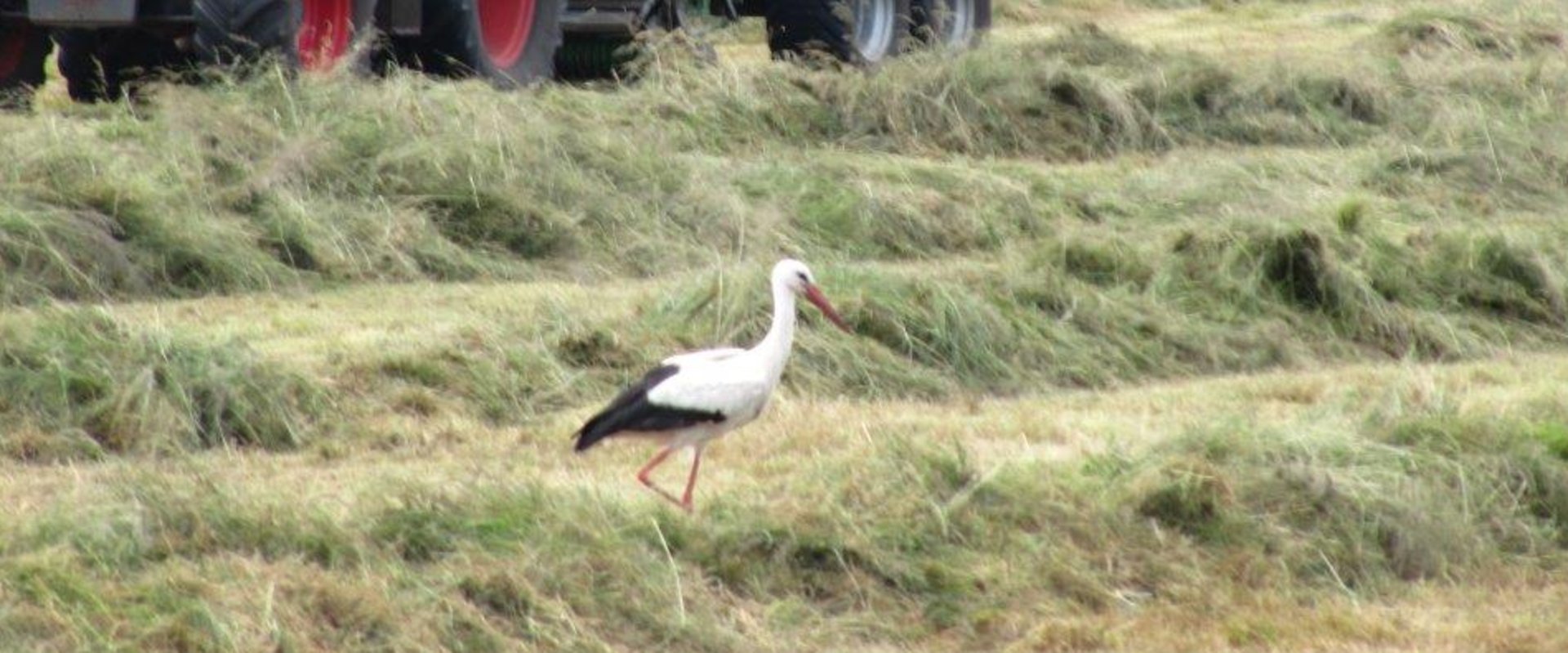 Storch in der Klostermark. Foto: Stadt Oldenburg