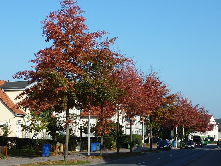 Bäume an der Stedinger Straße. Foto: Stadt Oldenburg