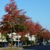 Vorschau: Bäume an der Stedinger Straße. Foto: Stadt Oldenburg