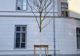 Ein Schnurbaum, sogenannter „Klimabaum“. Foto: Stadt Oldenburg